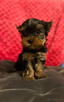 Yorkshire terrier, York s PP - 6