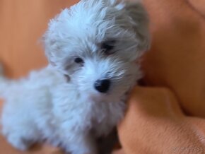 Maltipoo - 6