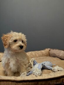 Maltipoo - 6