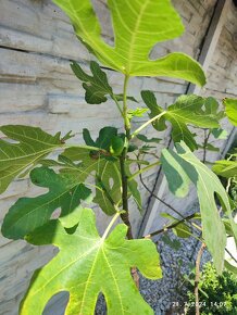 Figovniky (ficus carica) - Rodiace stromčeky - 6