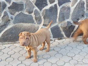 Shar-pei - 6