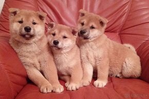 Shiba Inu - 6