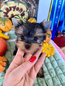 Mini Yorkshire Terrier, york, Yorkshire, Jorksir - 6