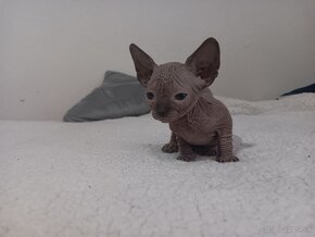 Kocúrik Sphynx - 6