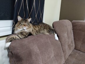 Maine Coon / Mainska Myvalia - 6