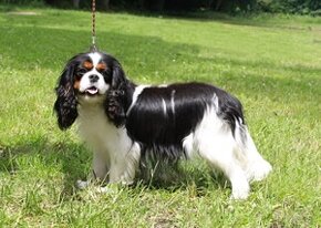 cavalier king charles spaniel - 6