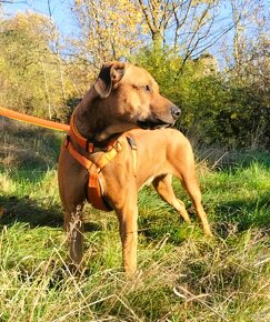 Darujem krásneho psa Bena - mix ridgeback - 6