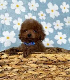 Toy pudel - toy pudlík - red toy poodle - 6