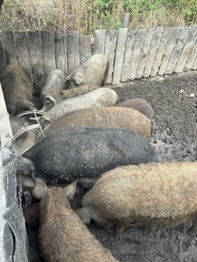 Mangalica durok - 6