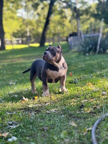 American Bully Pocket - 6