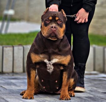 American bully xl, pitbull xxl merle tricolor - 6