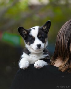 Welsh corgi cardigan steniata. - 6