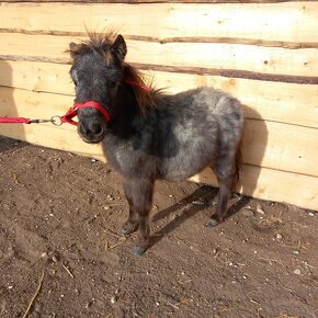 Žrebec mini shetland pony "CARLOS" - 6