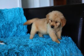 GOLDEN RETRIEVER-zlaty retrivr, zlaty retriever , american G - 6