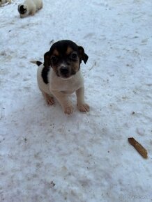 Jack russel terier - 6