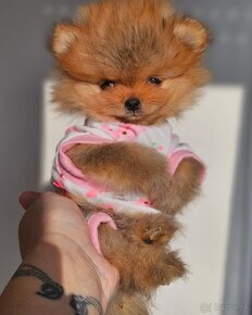 Pomeranian mini Boo - 6