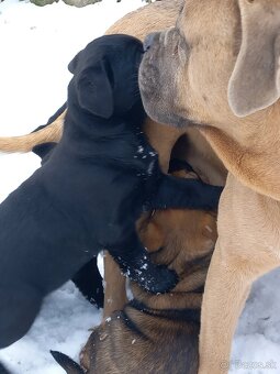 Cane corso/retríver-darujem šteniatka - 6