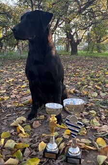 Labrador Retriever Anglicka pracovná línia - 6