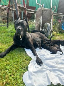 Cane corso - 6