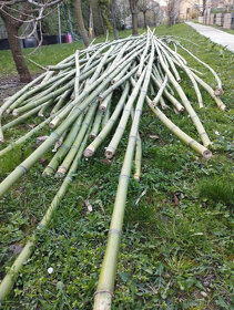 Palice - bambusové tyče vhodné na dekoráciu vytvorenie záste - 6