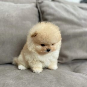 Pomeranian mini cream - 6