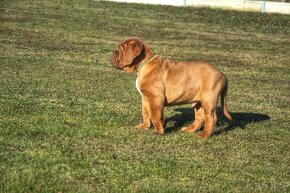 Dogue de Bordeaux, Bordo doga, Bordeauxská doga - 6