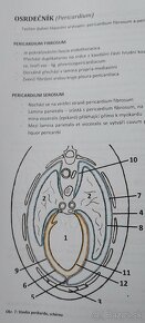 Angiologie psa - Rezervácia - 6