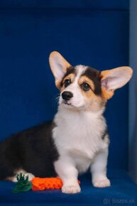 Welsh Corgi Pembroke - 6