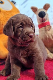 Labrador retriever -šteniatka s PP - 6