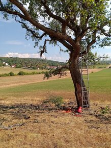 Arboristika, výruby a rez ovocných stromov - 6