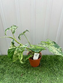 Syngonium Mojito - 6