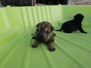 Shar-pei šteniatká - 6