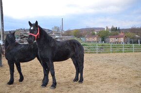 Kobyly na predaj - Percheron - 6