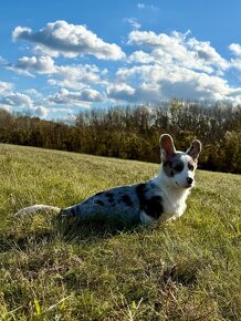 Welsh corgi cardigan. - 6