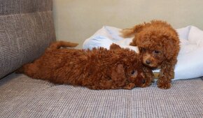 Toy pudla, Red Toy Poodle, Red Toy Pudel - 6