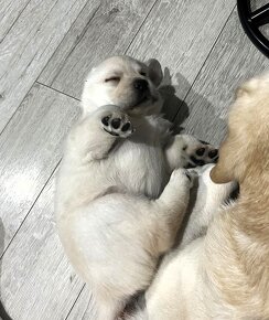 Krásne čistokrvné šteňa labradorského retrievera s rodokmeňo - 6