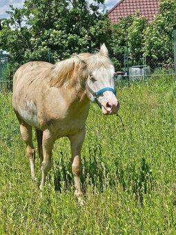 Paint horse APH pripúšťanie - 6