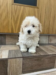 Maltipoo, maltipo - 6