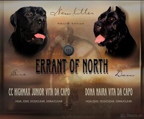 Cane Corso FCI Errant of North - 6