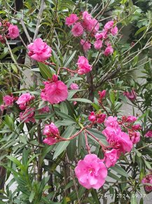 Oleander - 6