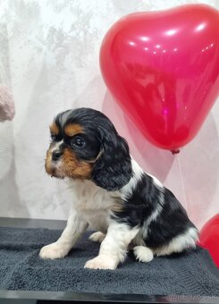 Cavalier king charles spaniel , Kavalier - 6