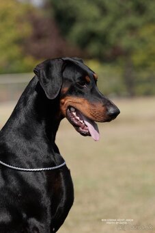 DOBERMAN - šteniatka s PP - 6