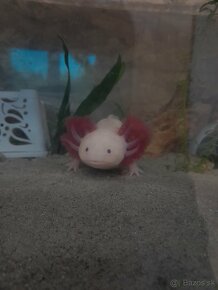 Axolotl mexicky - 6