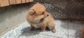 Špic oranžový pomeranian šteňatá k odberu ihneď. - 6