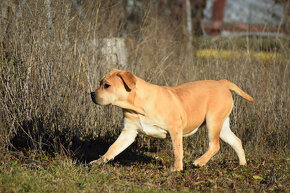 boerboel Ballotada - 2 krásné feny -6měsíců - 6