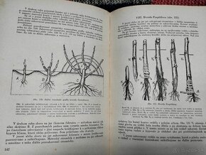 Štepenie a zakoreňovanie ovocných stromov--1954-–Štefan Chle - 6