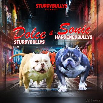 American bully pocket s PP - 6