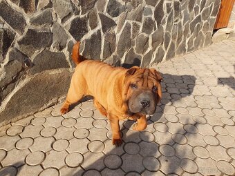 Shar-pei - 6