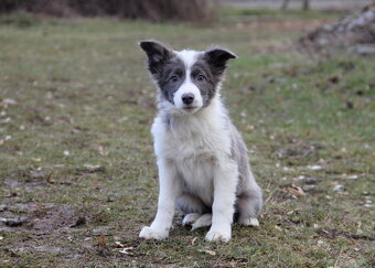 Border kólia,border collie,borderka bez PP - 6