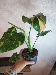 Monstera Thai Constellation - Thajka - 6